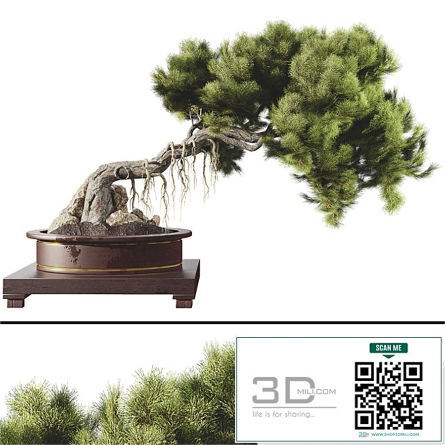 Bonsai tree 58