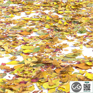 Autumn leaves. Set of dry leaves