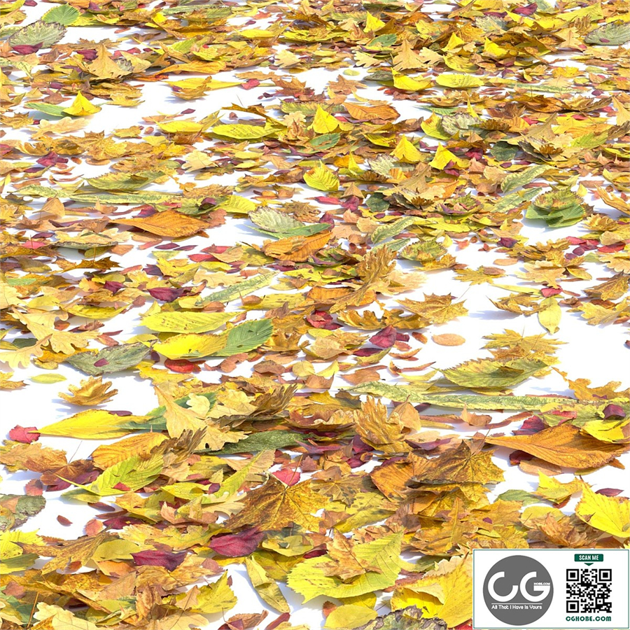 Autumn leaves. Set of dry leaves