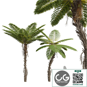 New Plant Alsophila Spinulosa Fern Decorative Spinulosa Fern
