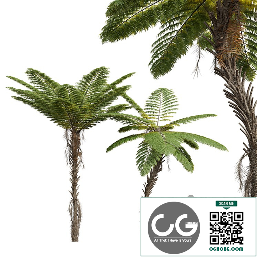 New Plant Alsophila Spinulosa Fern Decorative Spinulosa Fern