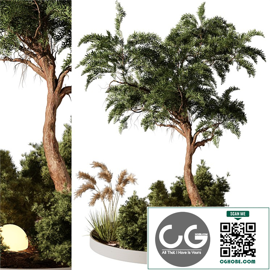 Outdoor Plant 199