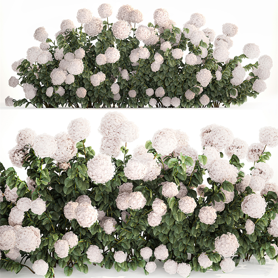 Beautiful bush white hydrangea with flowers for the garden, hedge. Plant set 1185