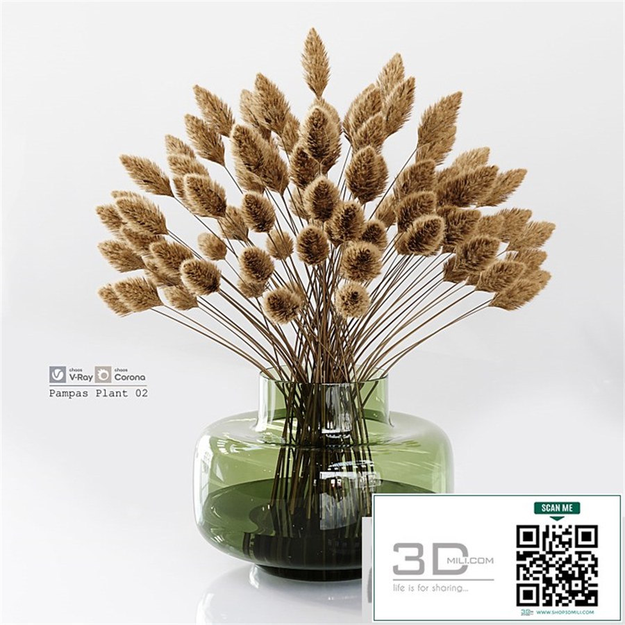 Pampas Plant 02