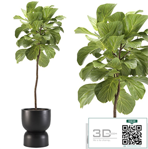 indoor plants-008-ficus