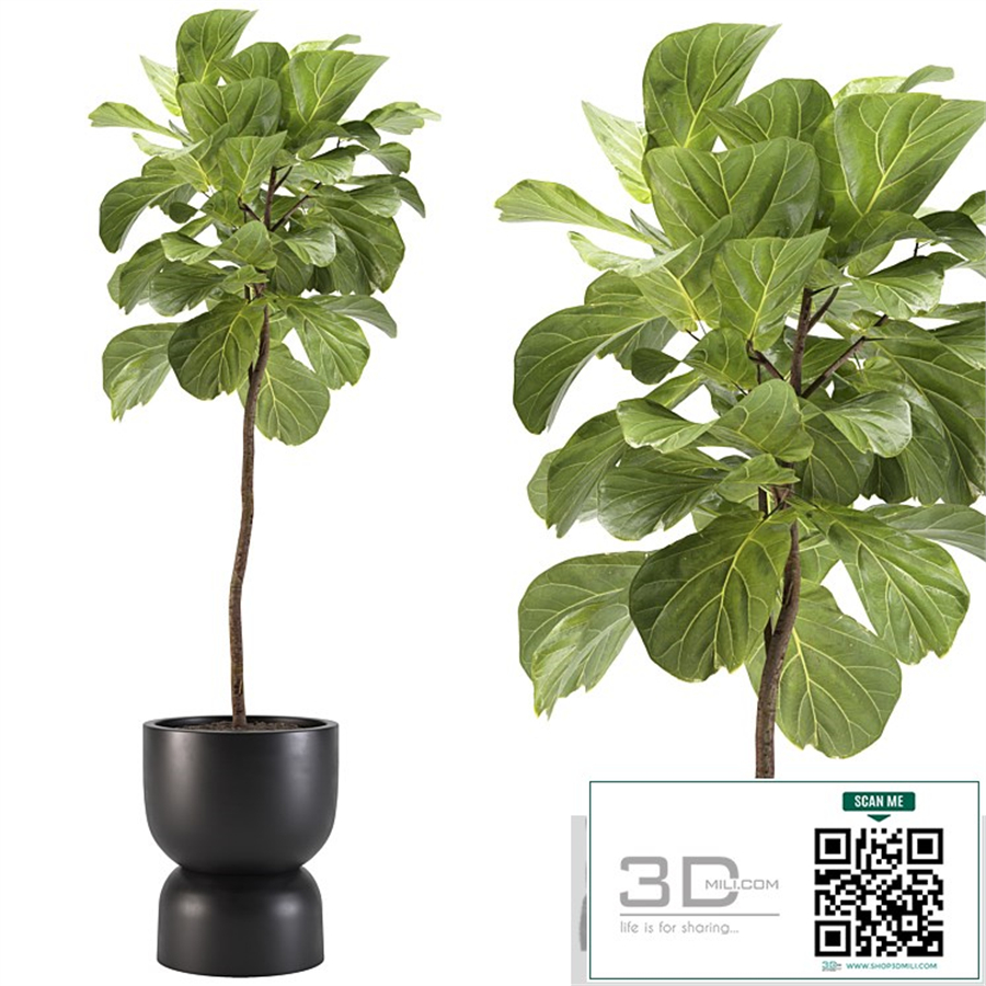 indoor plants-008-ficus