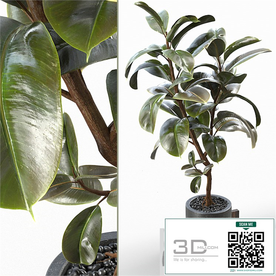 Rubber Tree 004