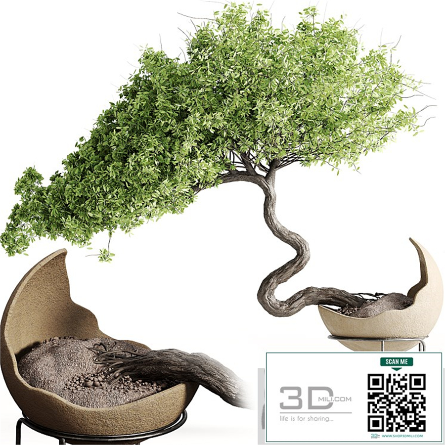 houseplants-indoor-Bonsai-039