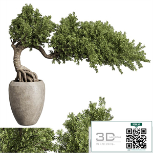 Bonsai Tree in an old concrete vase indoor plant 356