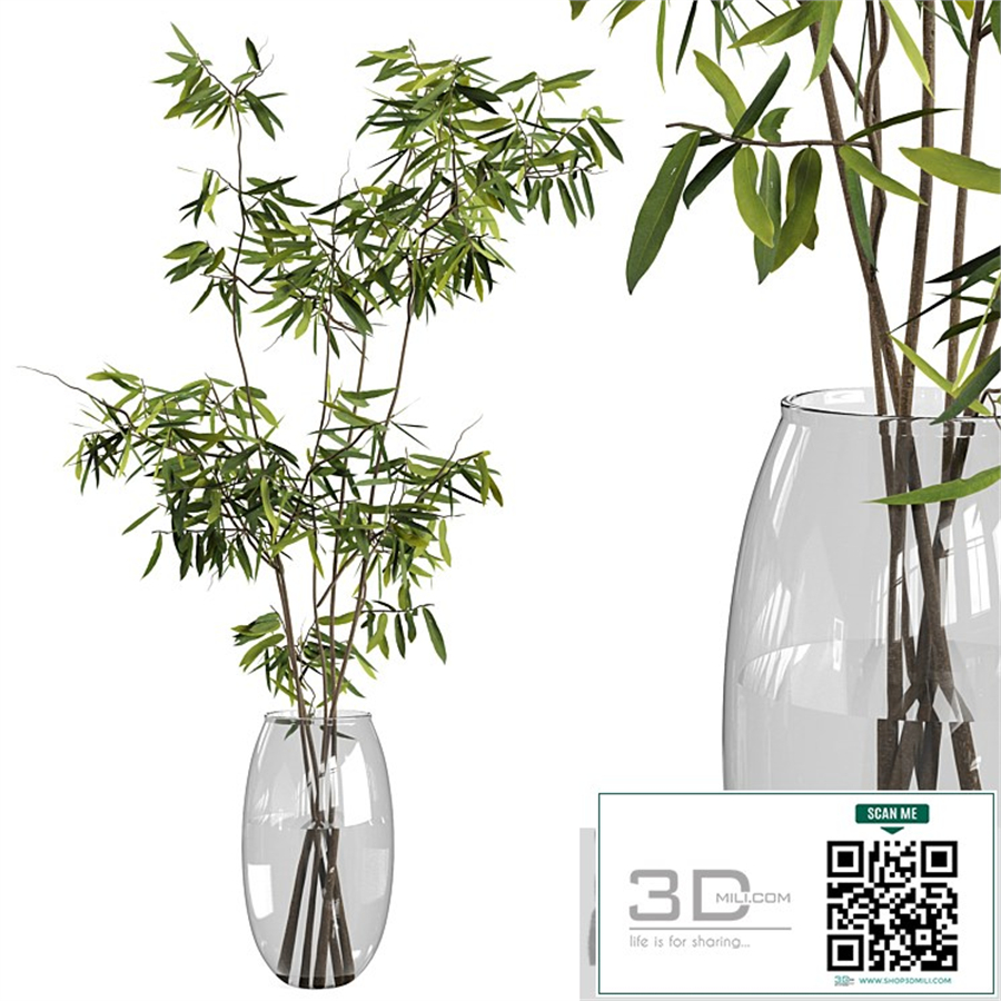 Ficus branches bouquet set 01