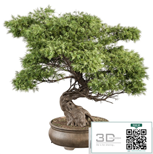indoor Plant 491 - Bonsai Plant