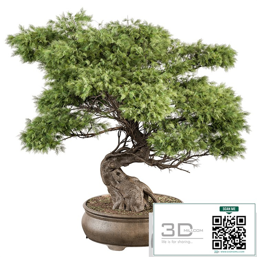 indoor Plant 491 - Bonsai Plant