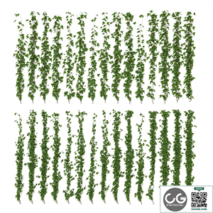 Wall of ivy leaves