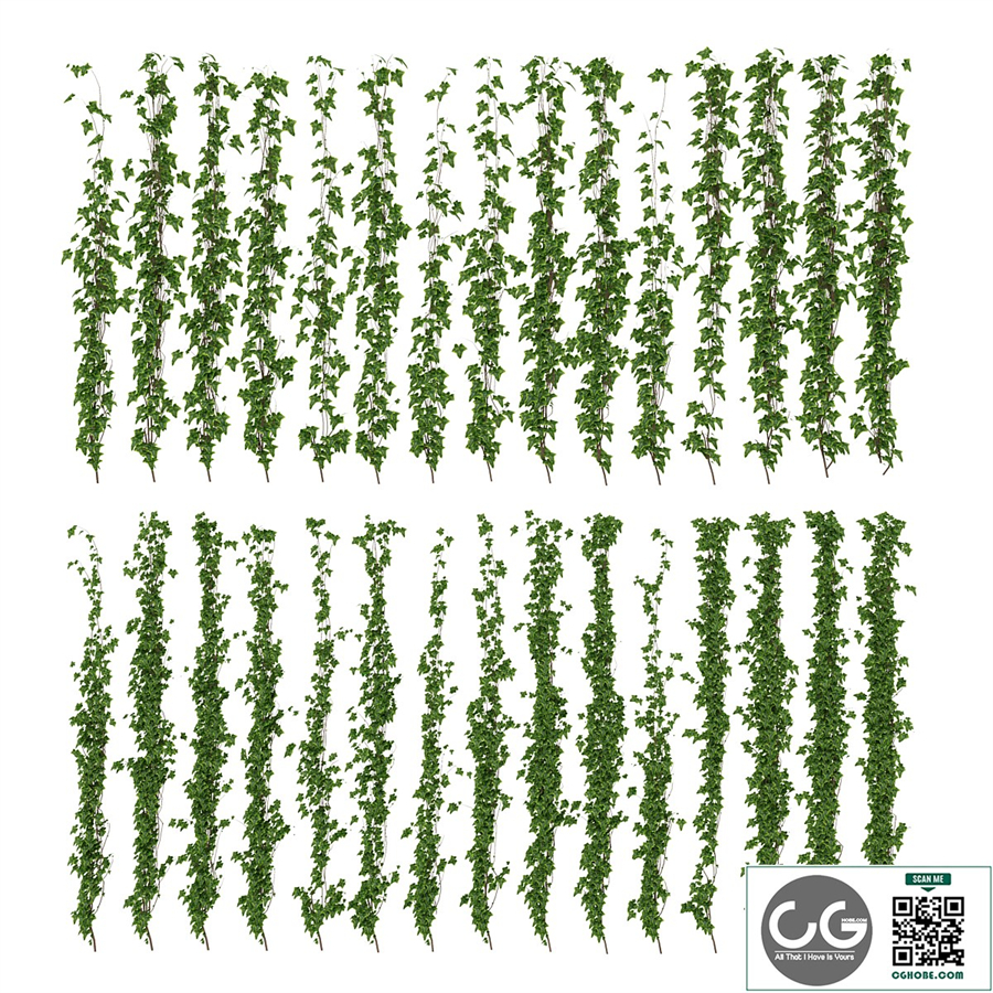 Wall of ivy leaves
