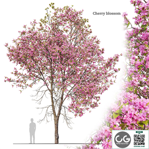 Cherry blossom