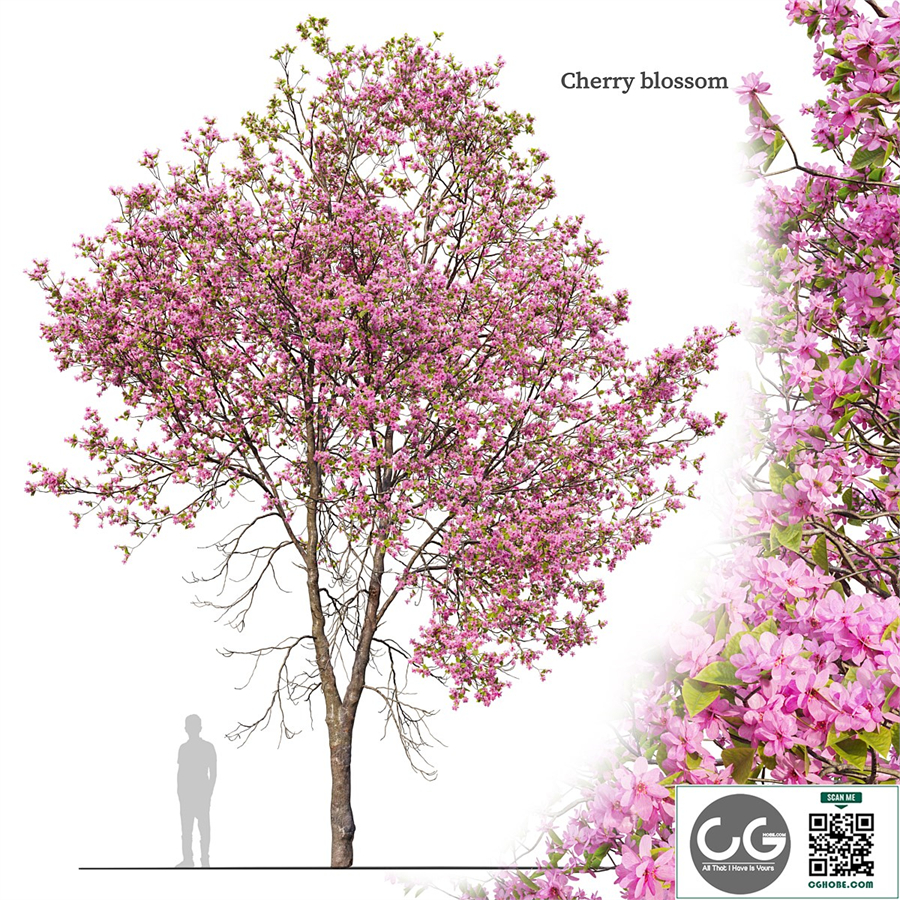 Cherry blossom