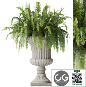 Boston Fern In Classic Vase