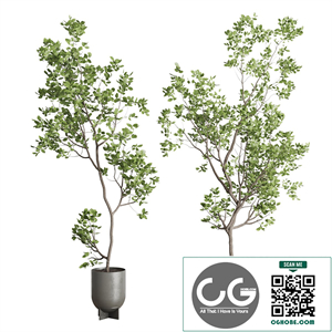 indoor plant set 397 pot tree in a concrete dirt vase