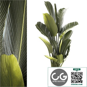 Exotic bush plants in a flower pot Ravenala, Strelitzia, Banana palm. Plant collection 1328