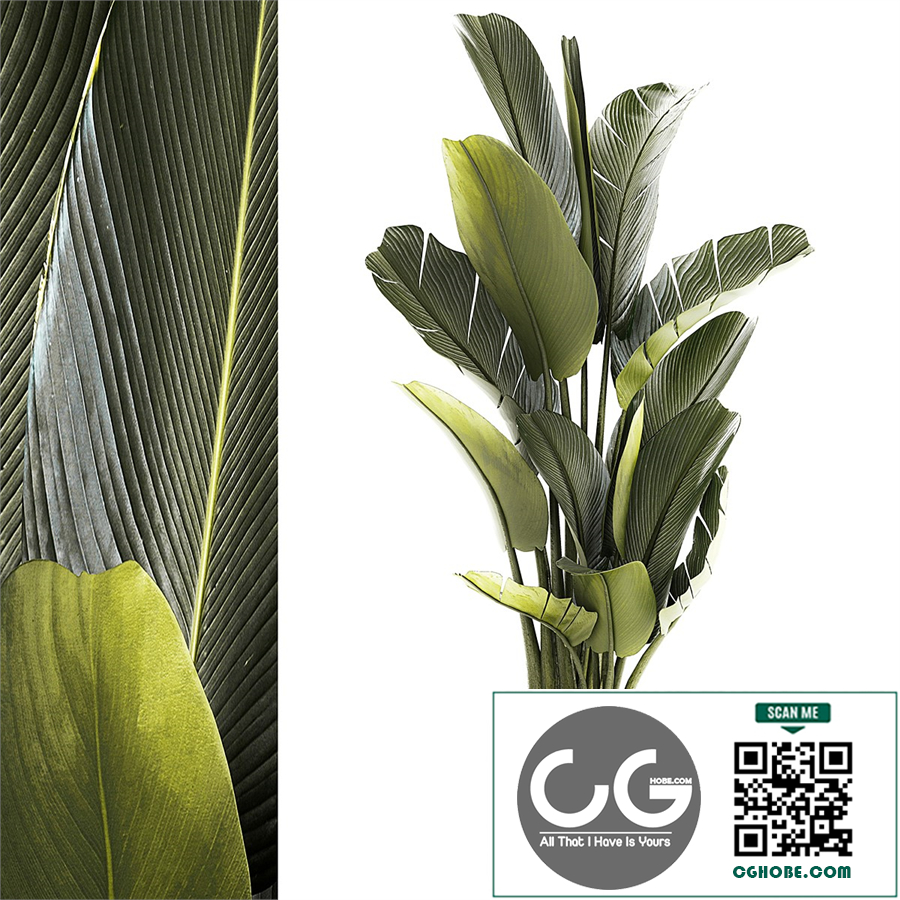 Exotic bush plants in a flower pot Ravenala, Strelitzia, Banana palm. Plant collection 1328