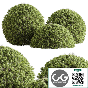 Natural Topiary Ball Bush 111