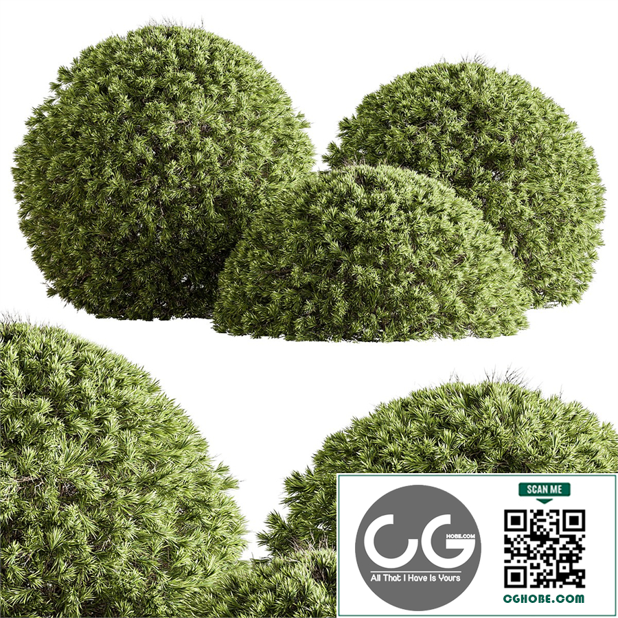 Natural Topiary Ball Bush 111