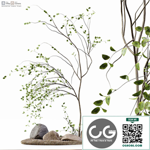 Decoration Indoor Plant