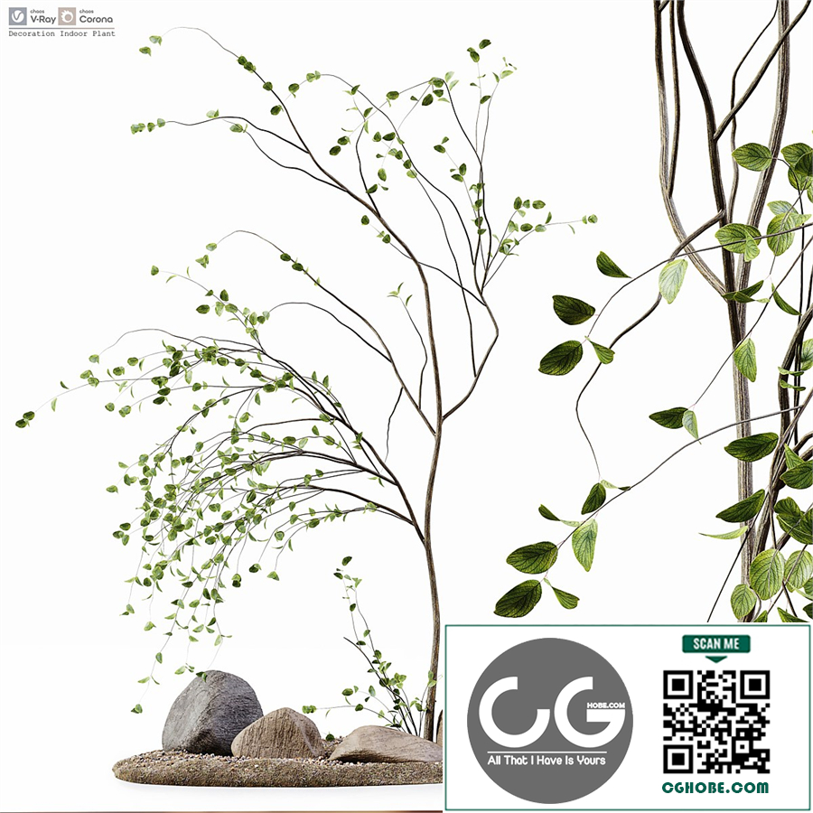 Decoration Indoor Plant