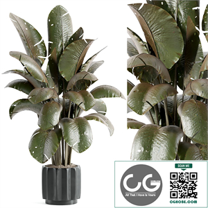 indoor plant - set 32