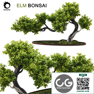 Elm Bonsai