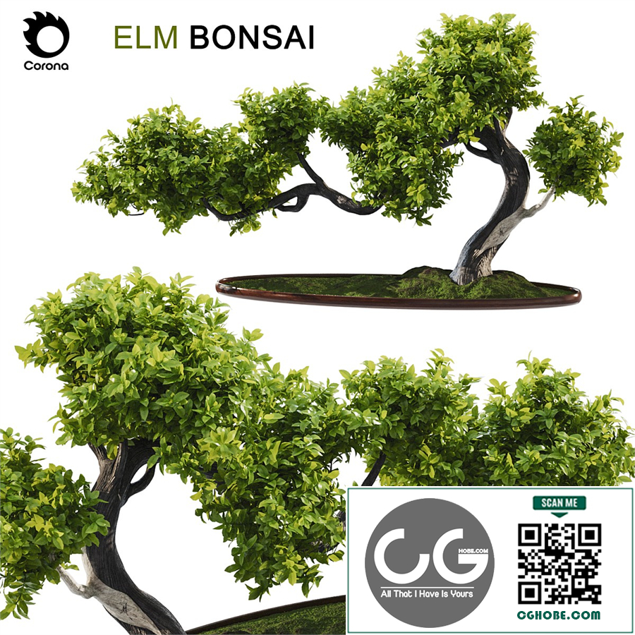 Elm Bonsai
