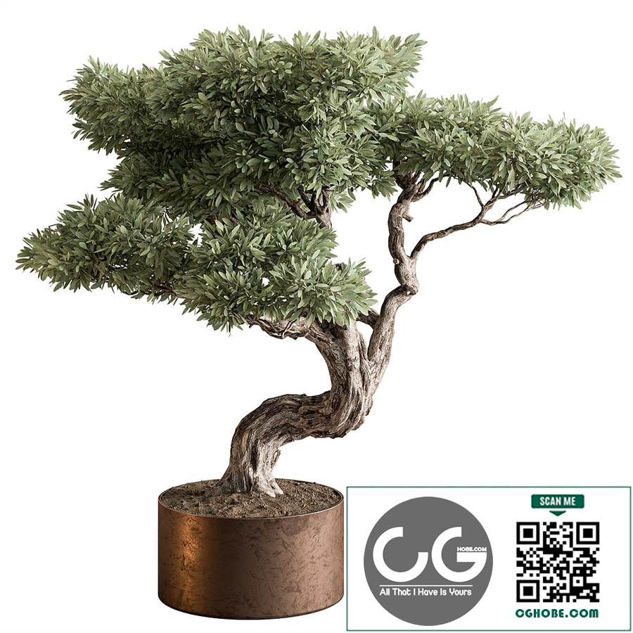 indoor Plant 593 - Bonsai Plant
