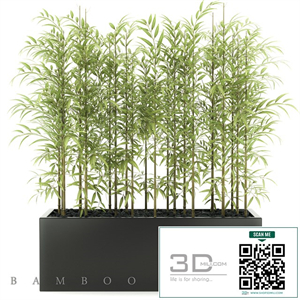 BAMBOO PLANTS 49