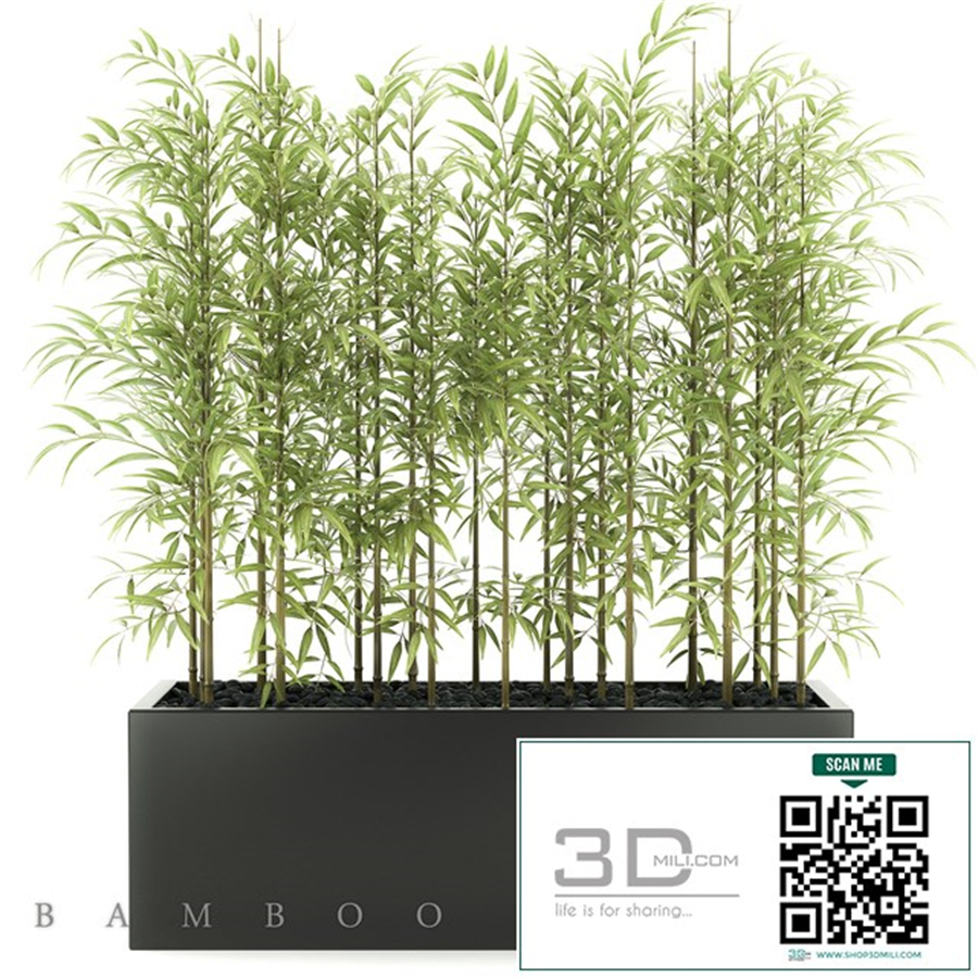 BAMBOO PLANTS 49
