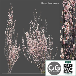 cherry amanogawa