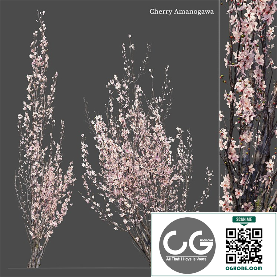 cherry amanogawa