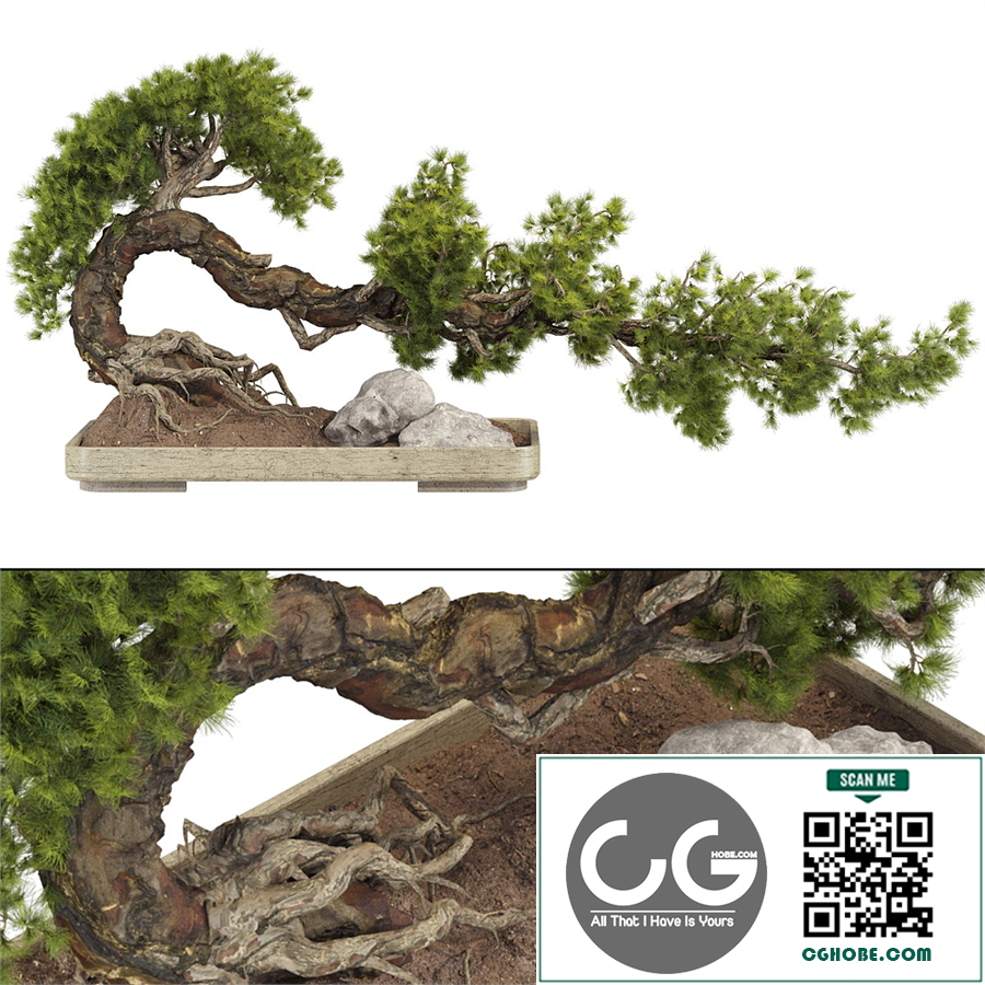 Bonsai Tree 229