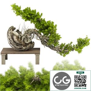 Bonsai Tree 231