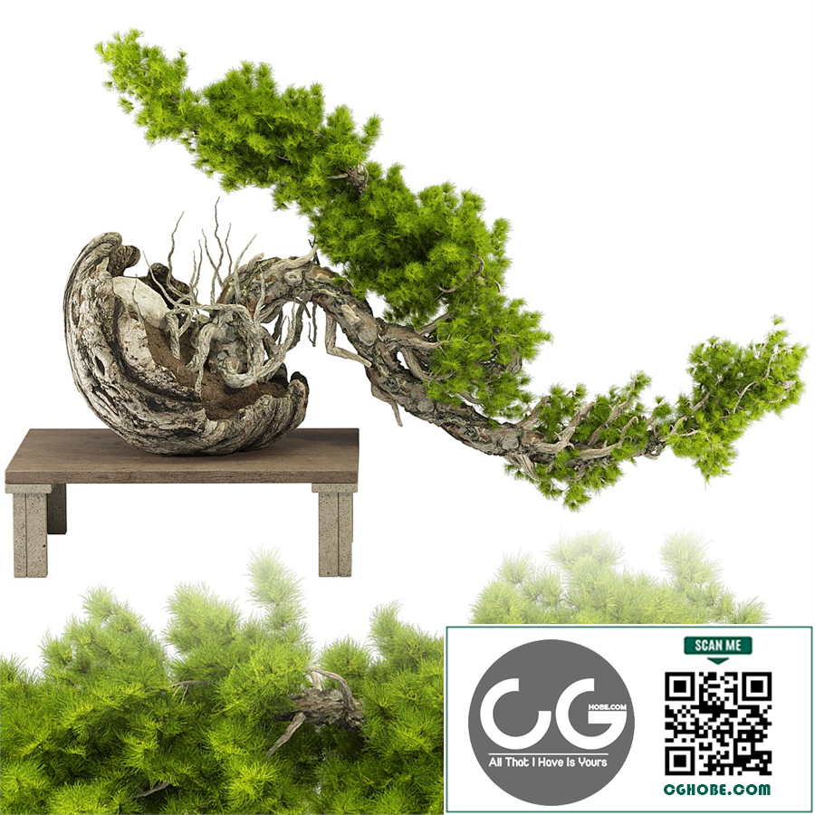 Bonsai Tree 231