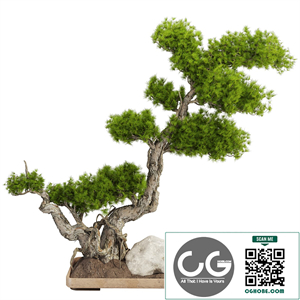 Bonsai Tree 232