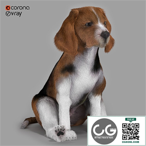 Beagle dog