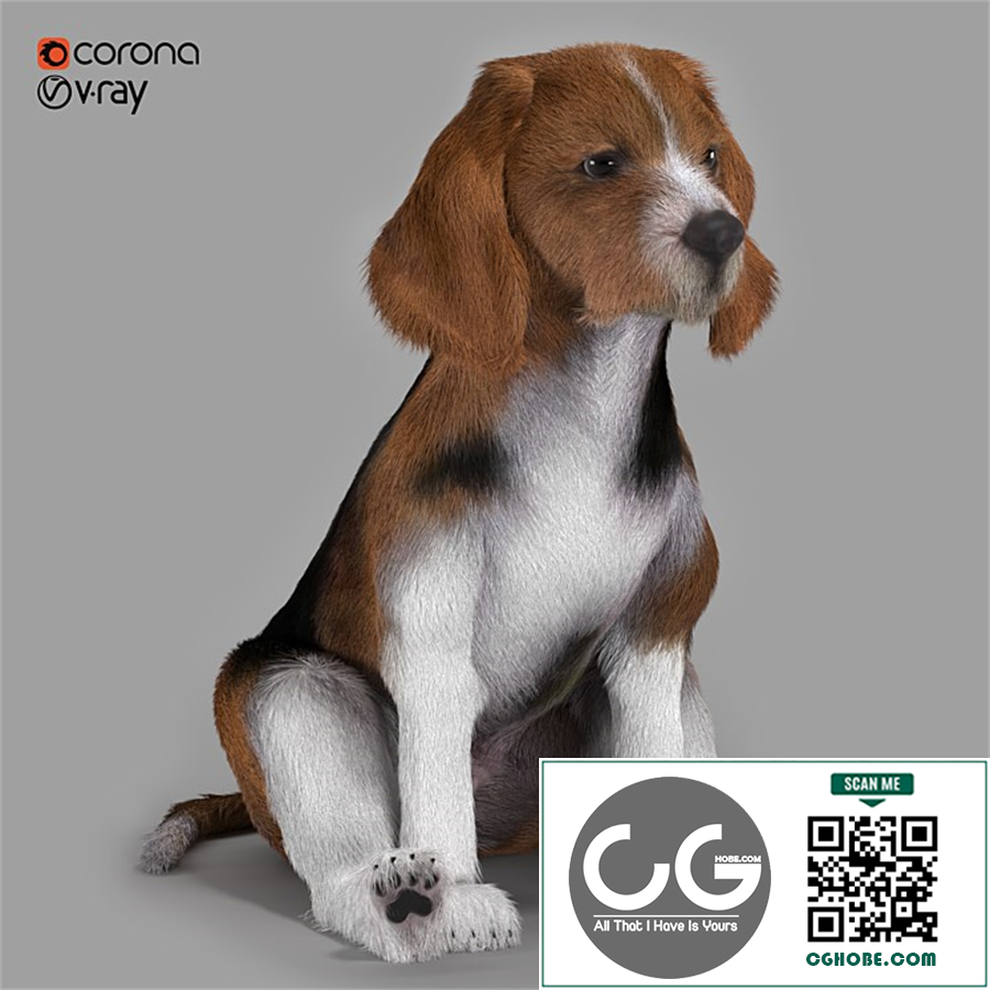 Beagle dog
