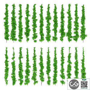 Leaves of grapes on the vine