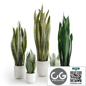Sansevieria of different breeds