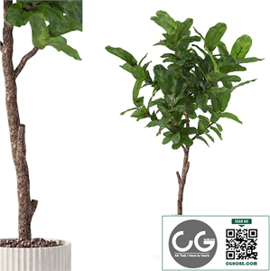 Plants collection 164 - ficus lyrata