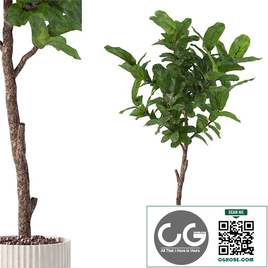 Plants collection 164 - ficus lyrata