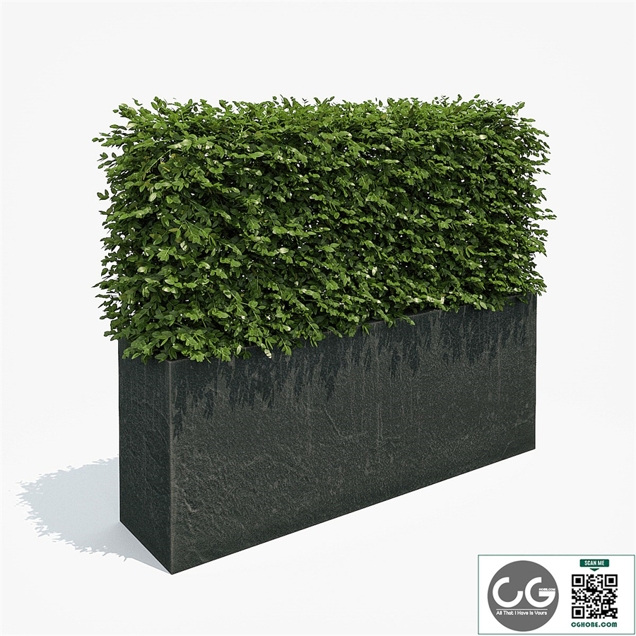 Hedge in black plantere