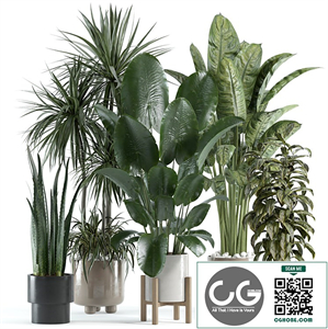 indoor plant 140