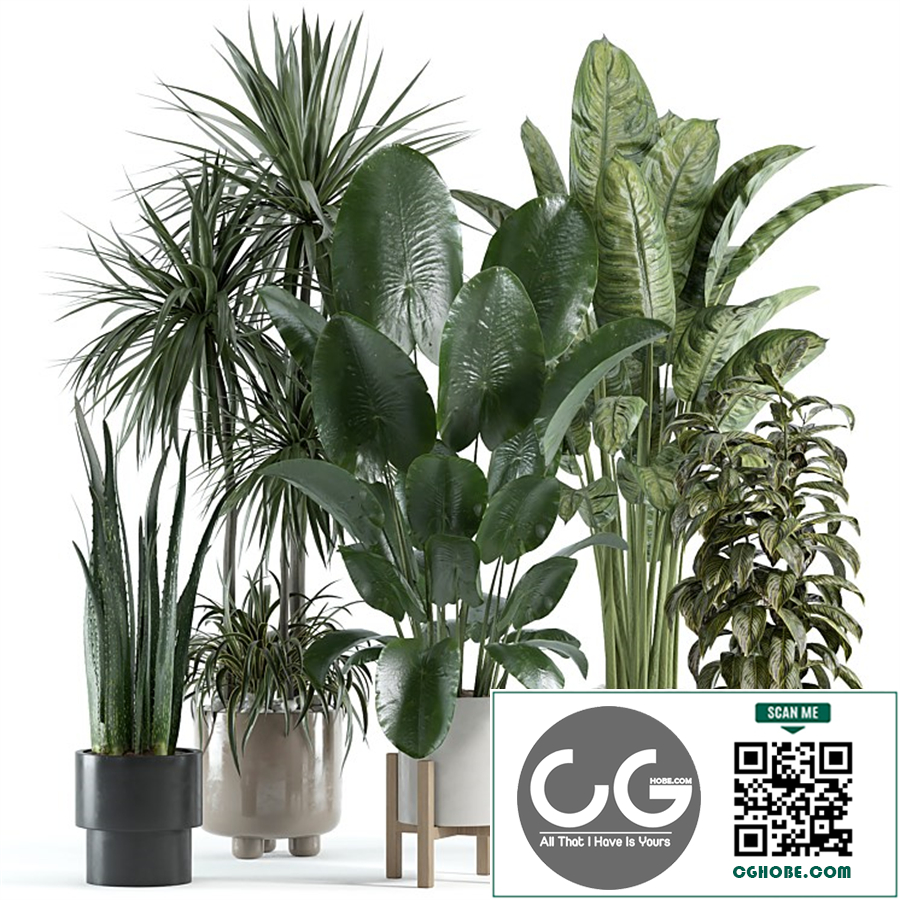 indoor plant 140
