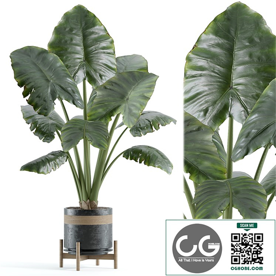 indoor plant 147